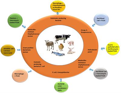 Cell membrane-coated nanoparticles: An emerging antibacterial platform for pathogens of food animals